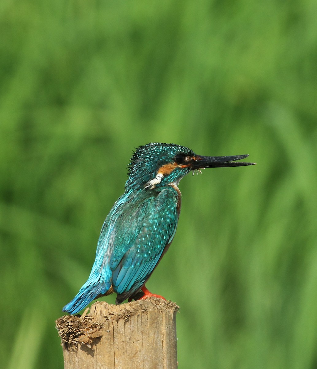 Martin-pêcheur d'Europe - ML80353821