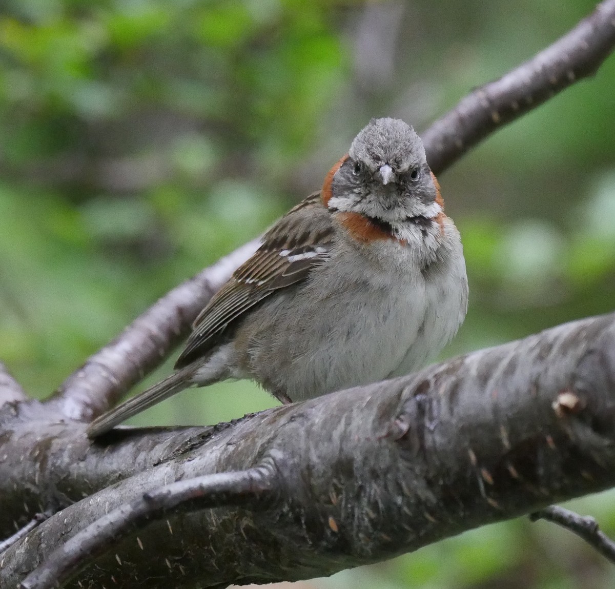 Rufous-collared Sparrow - Peter Lowe