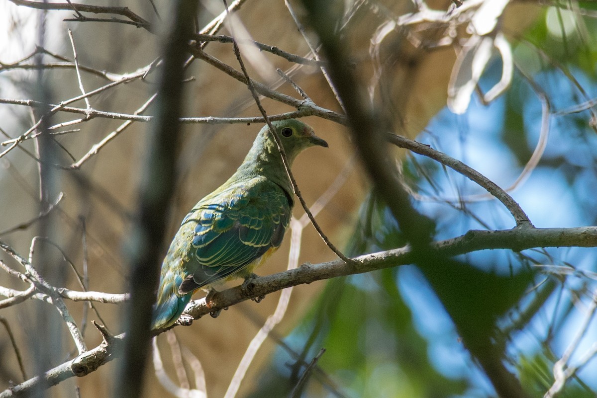 Rose-crowned Fruit-Dove - ML80354581