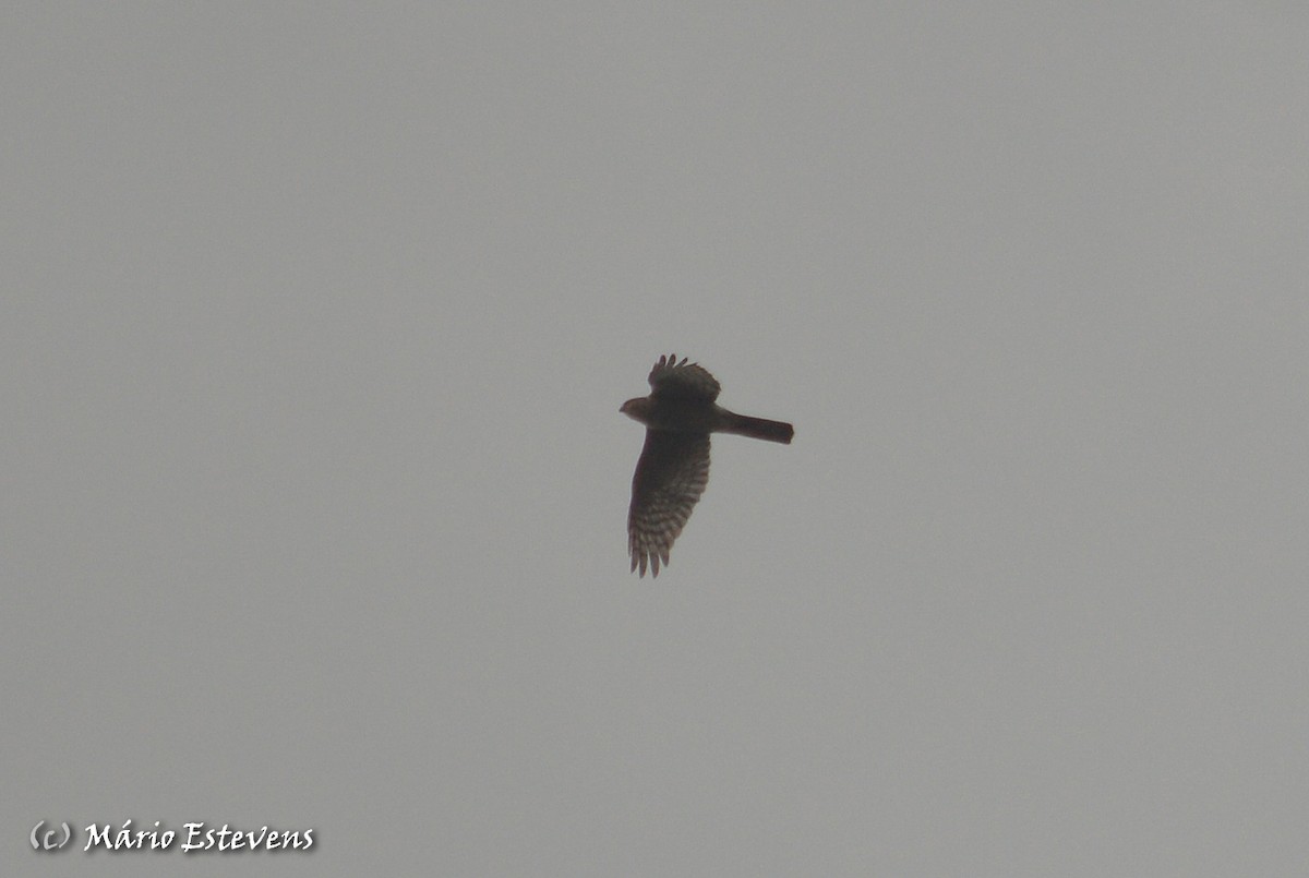 Eurasian Sparrowhawk - ML80355841