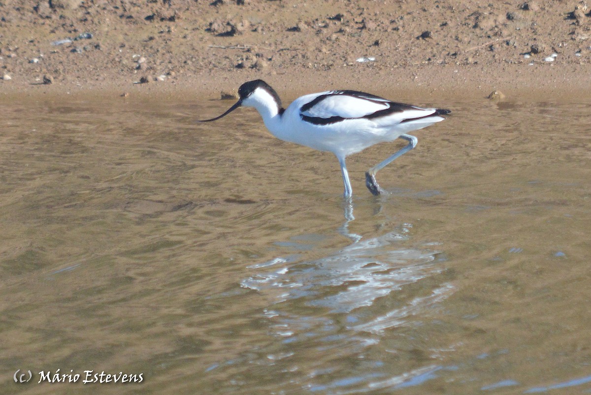 Pied Avocet - ML80356981