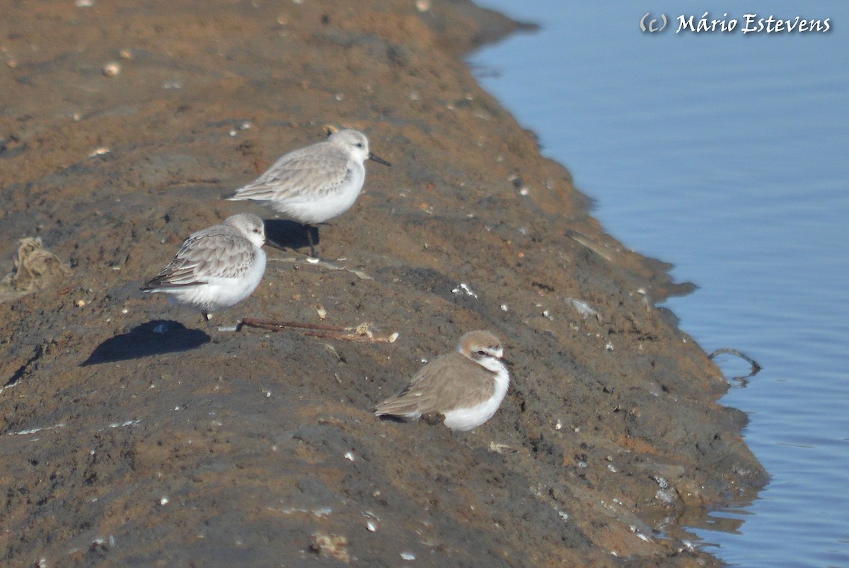 Kentish Plover - ML80356991