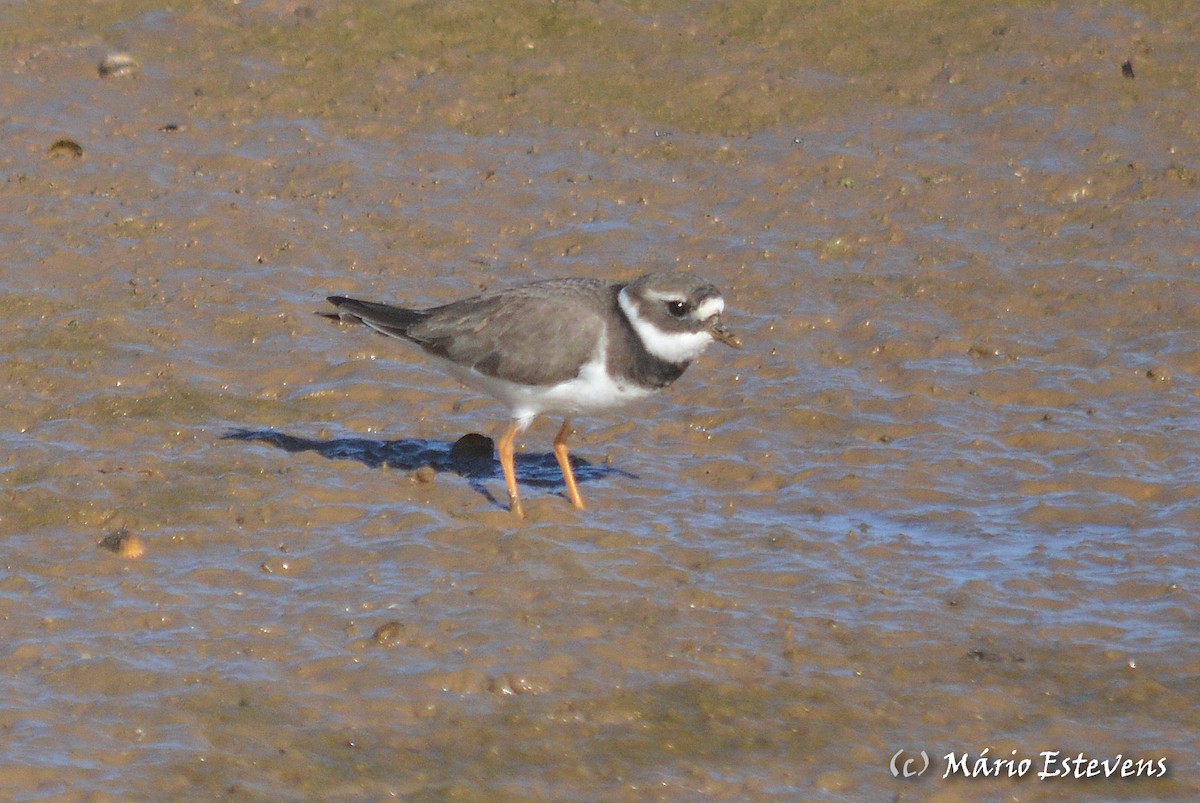 Sandregenpfeifer - ML80357061