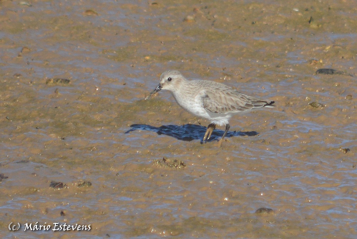 黑腹濱鷸 - ML80357151