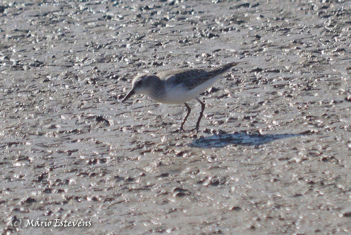 Little Stint - ML80357171