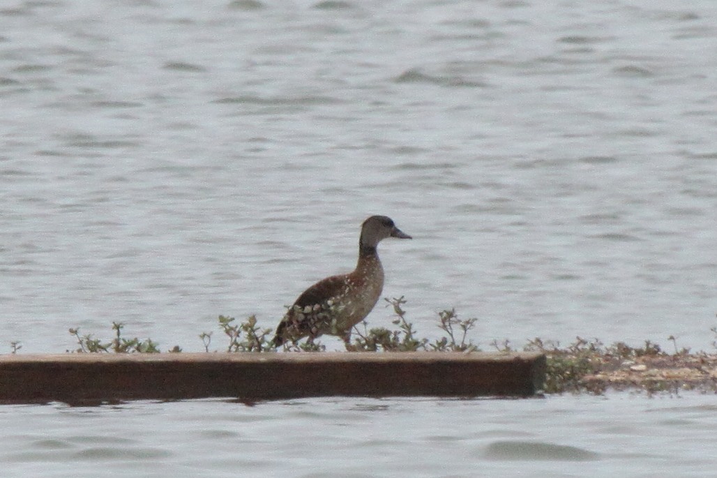 Spotted Whistling-Duck - ML80357951