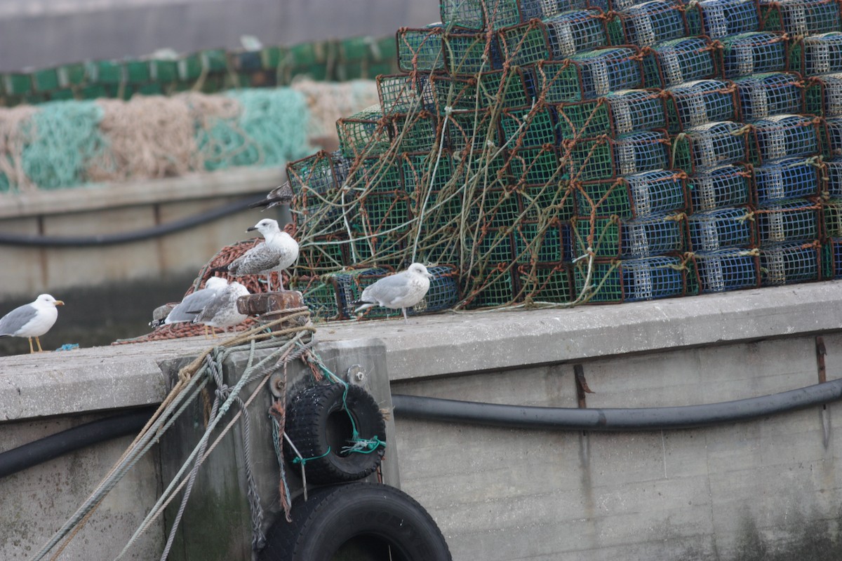 Herring Gull - ML80358351