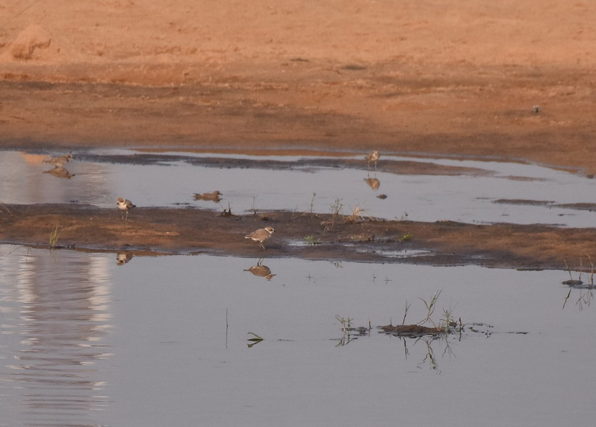 Kentish Plover - ML80358651