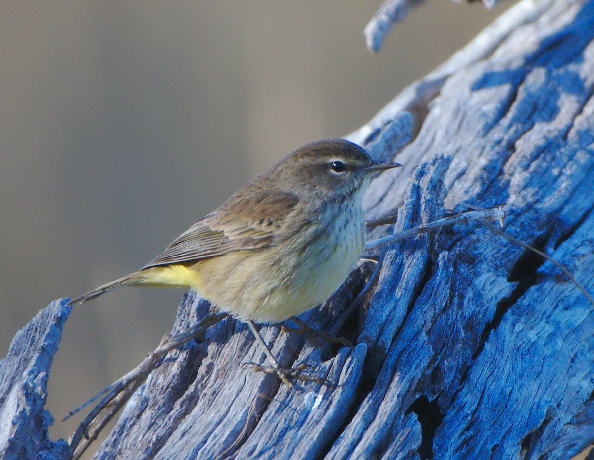 Palm Warbler - ML80358751