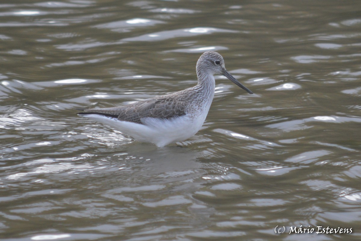 Common Greenshank - ML80359371