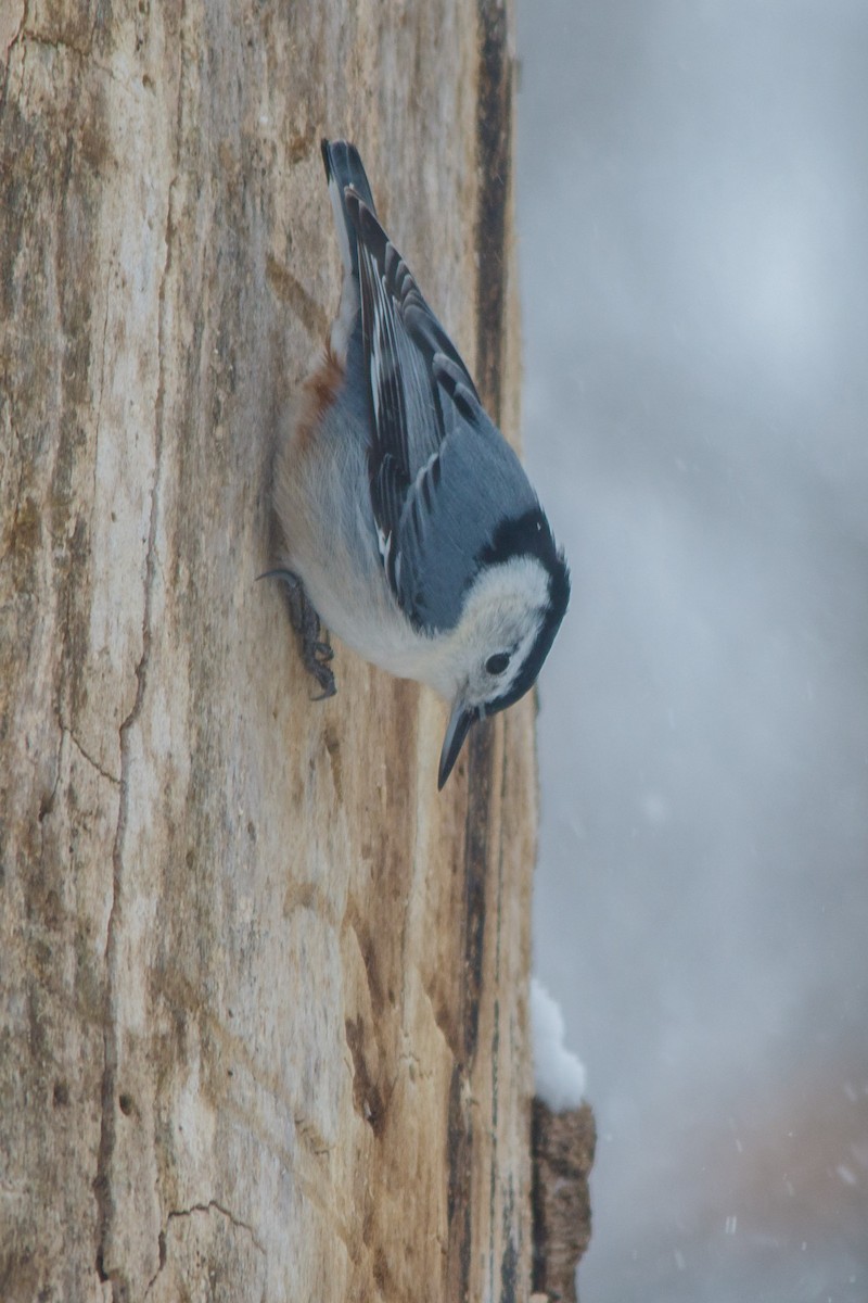 White-breasted Nuthatch - ML80359471