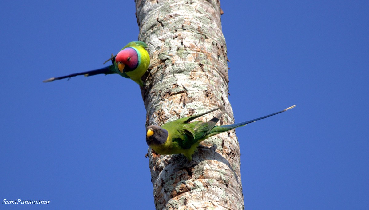 Plum-headed Parakeet - ML80360041