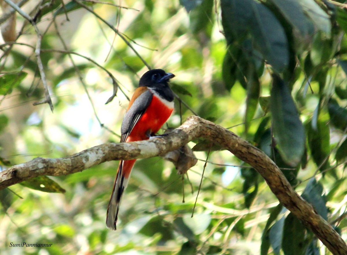 Malabar Trogon - ML80361371