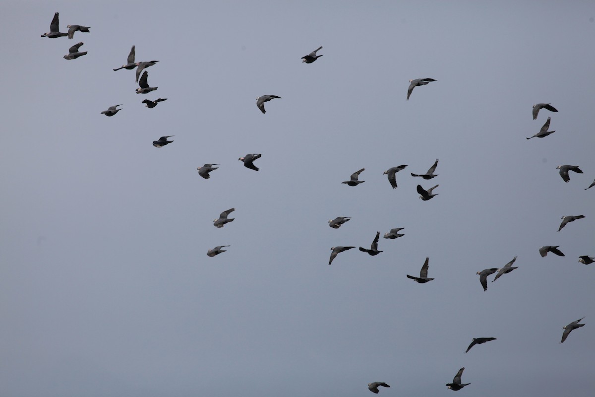 Ashy Wood-Pigeon - Scott (瑞興) LIN(林)