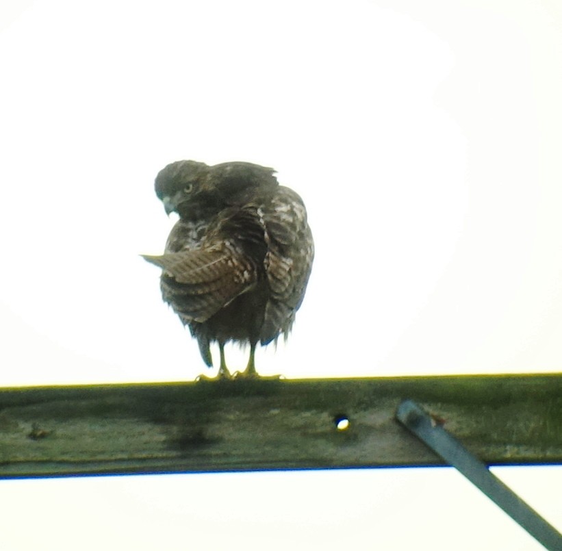 Red-tailed Hawk - ML80364371