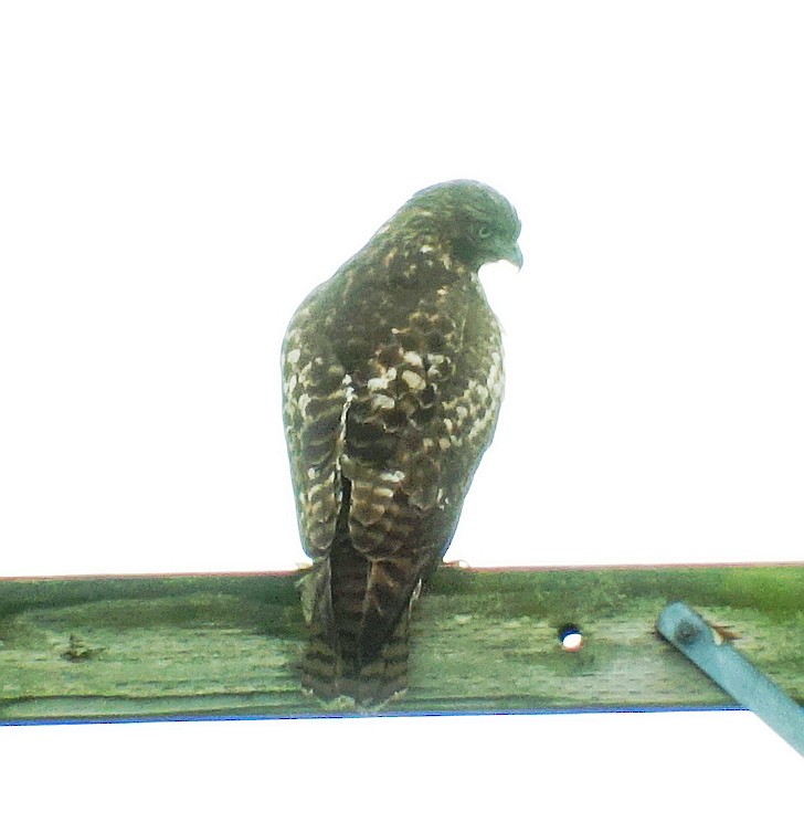 Red-tailed Hawk - ML80364381