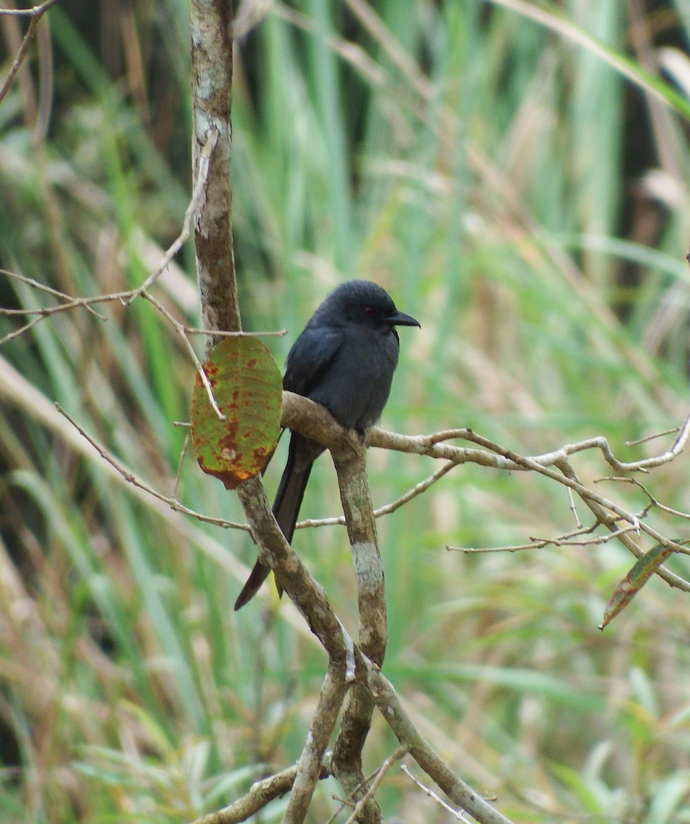 Ashy Drongo - ML80365761