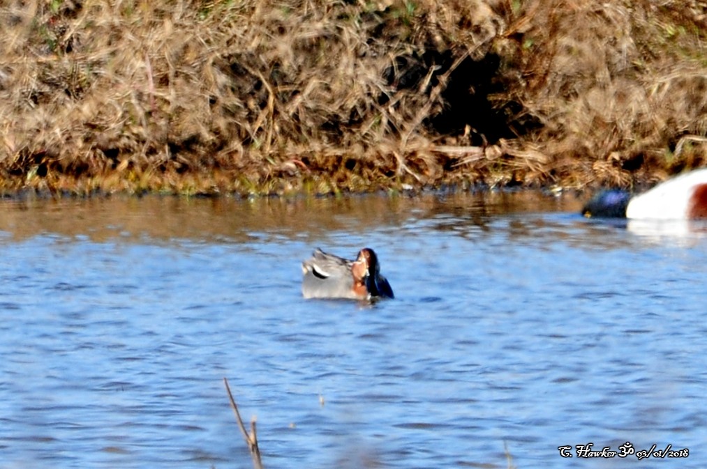 Green-winged Teal (Eurasian) - ML80366851