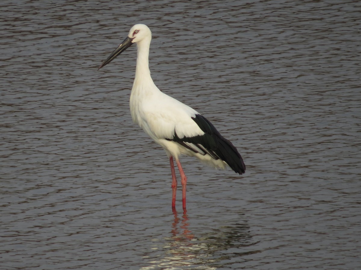 Cigüeña Oriental - ML80367111