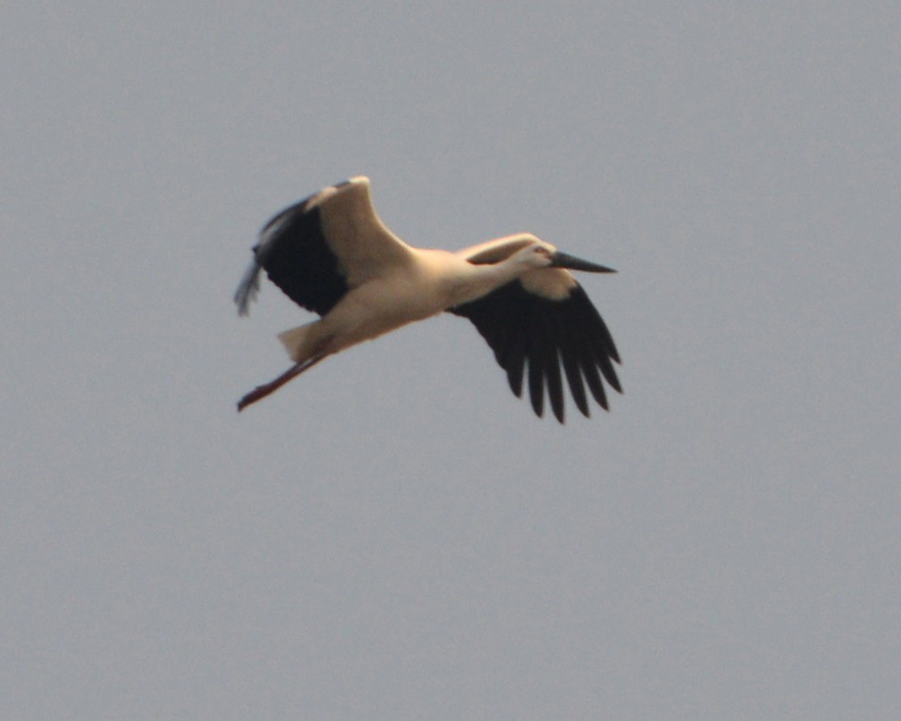 Oriental Stork - "Chia" Cory Chiappone ⚡️