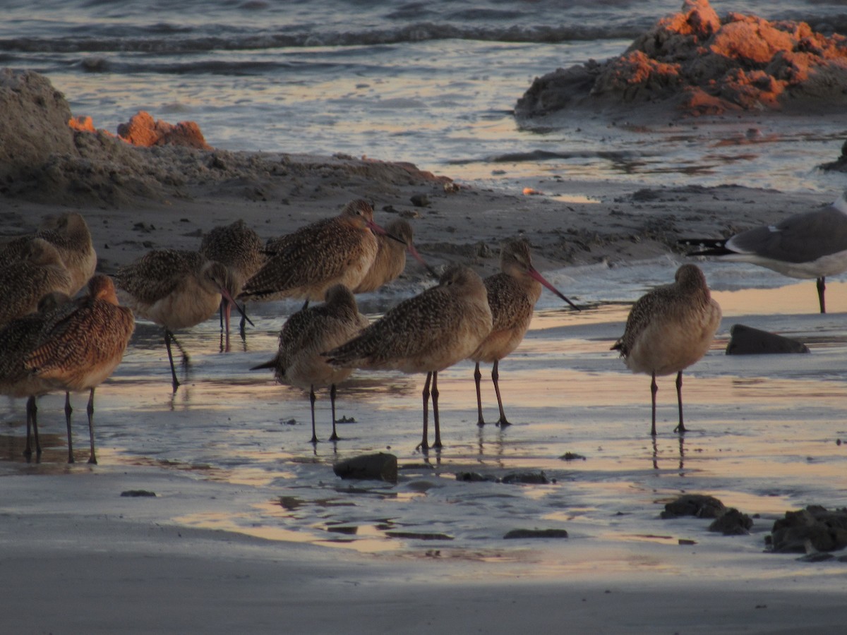Marbled Godwit - ML80367821