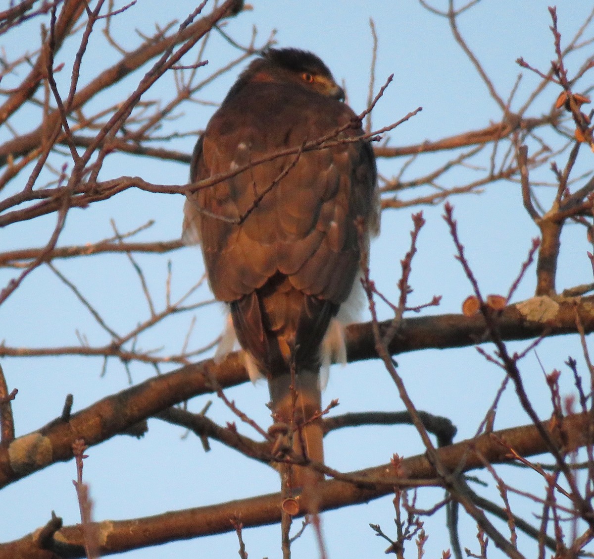 Cooper's Hawk - Jordan Wolf