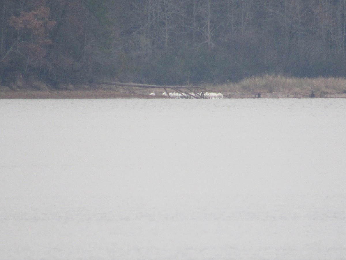 American White Pelican - ML80368591
