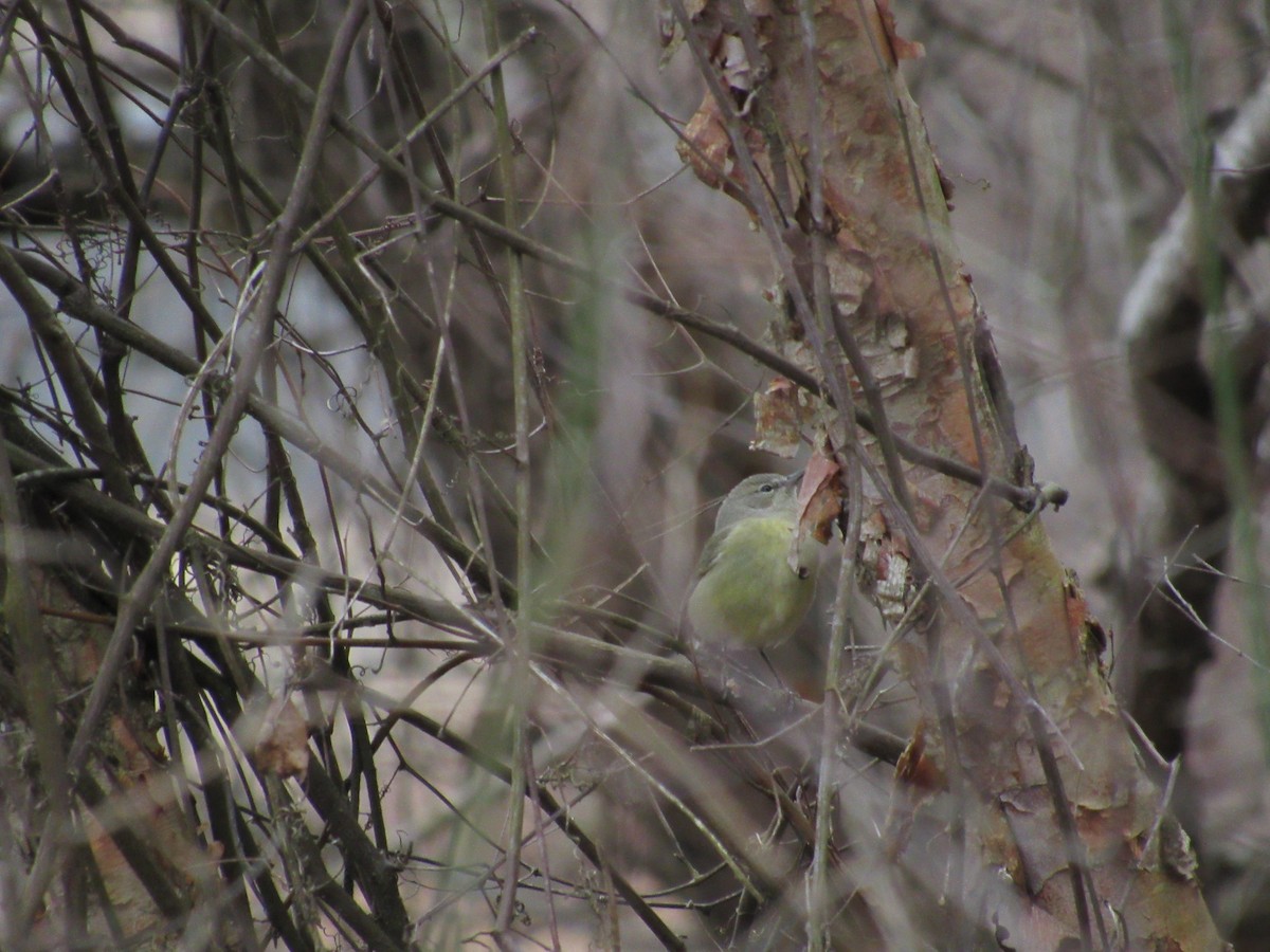 Orange-crowned Warbler - ML80368741