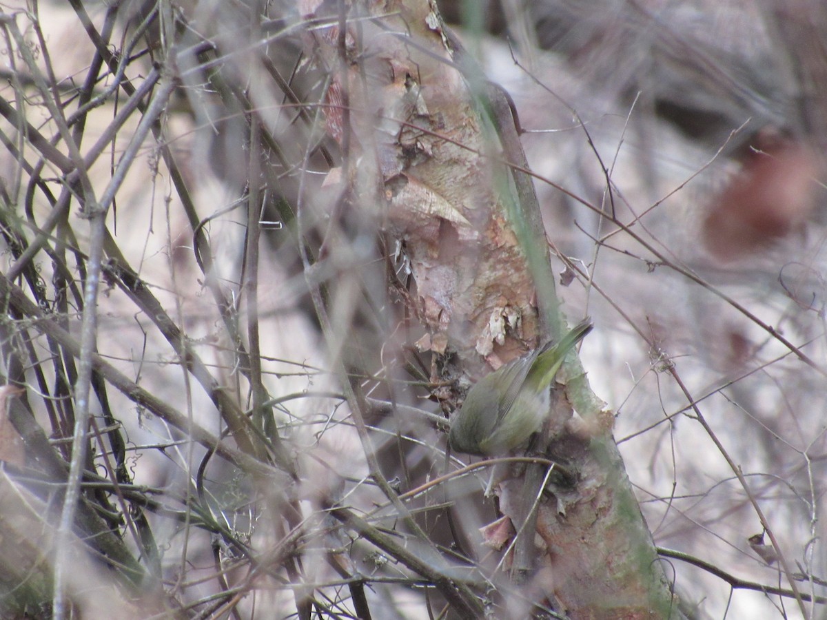 Orange-crowned Warbler - ML80368851