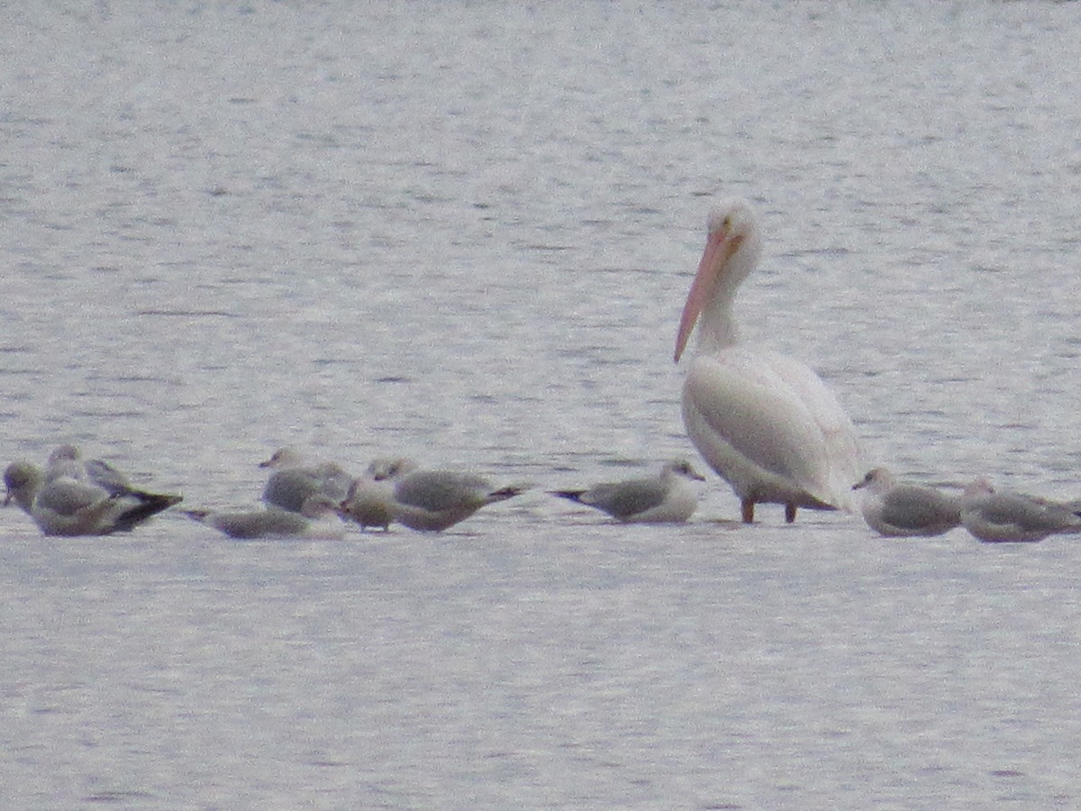 Ring-billed Gull - ML80369551