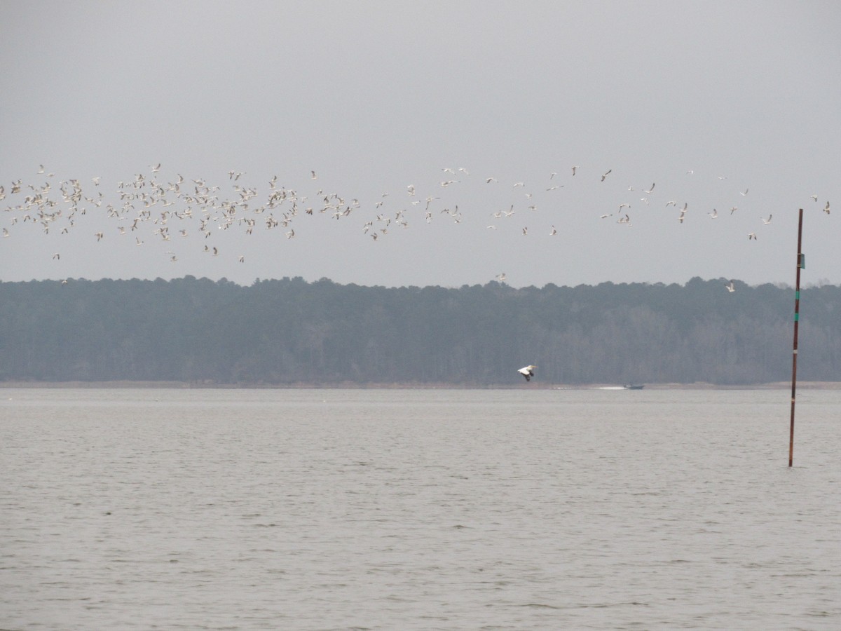 Ring-billed Gull - ML80369601