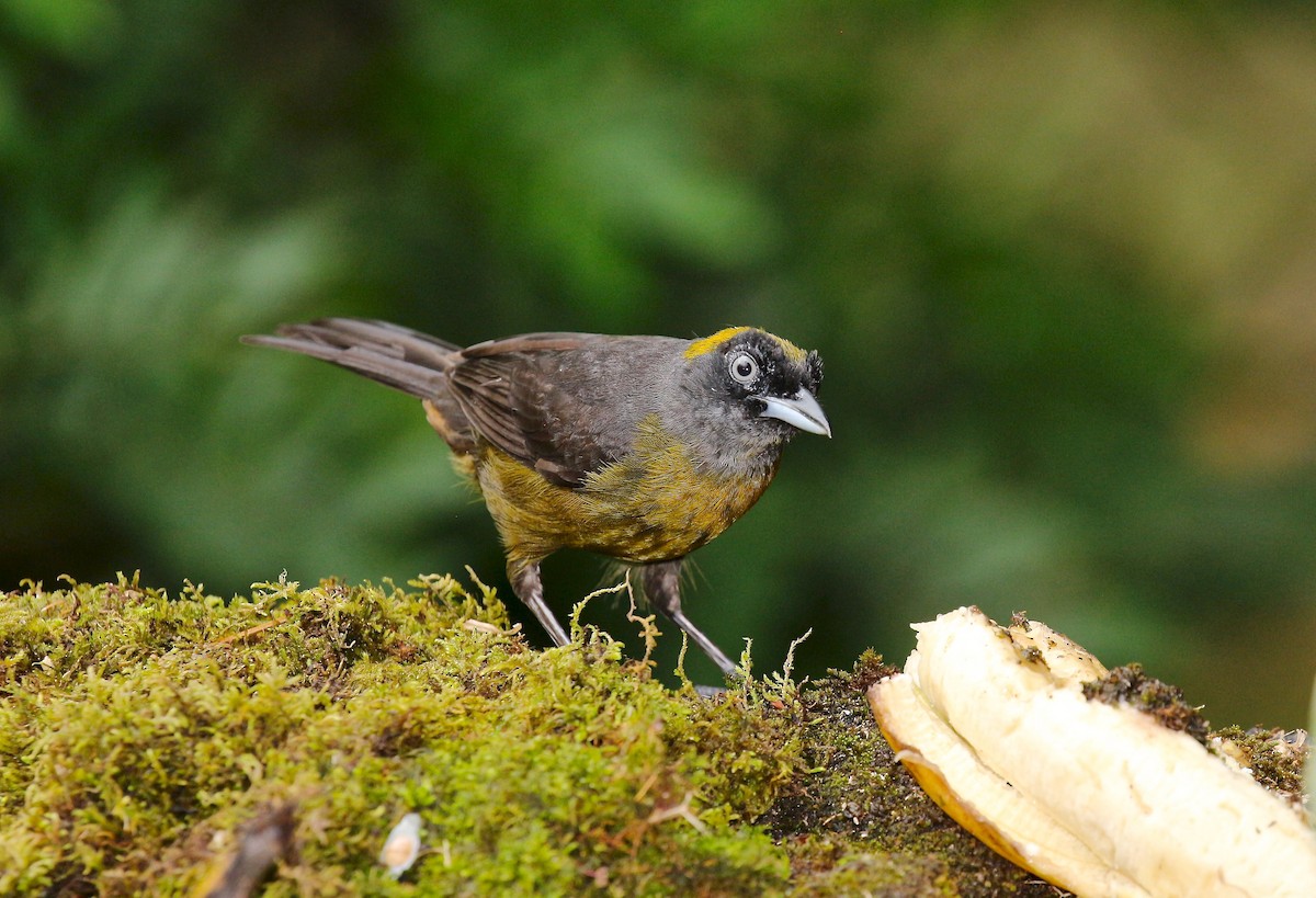 Dusky-faced Tanager - Jon Pleizier