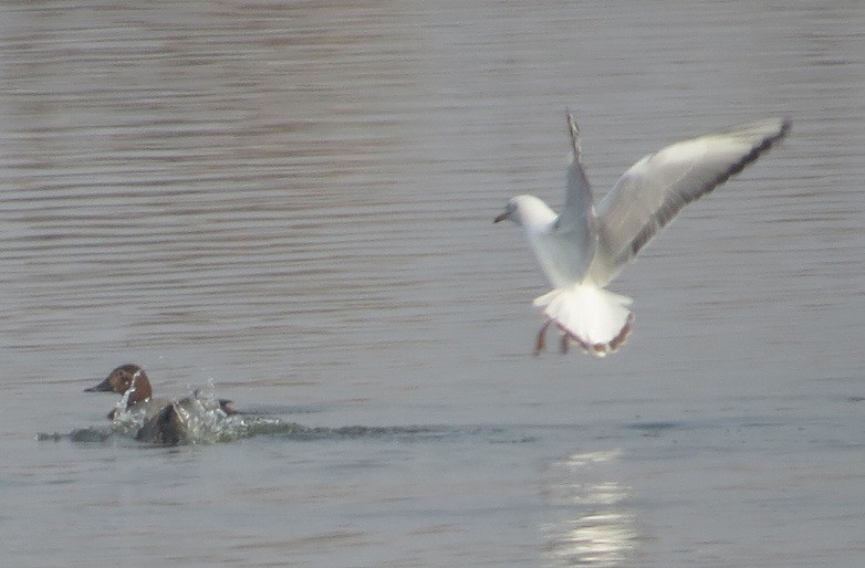 Black-headed Gull - ML80370131