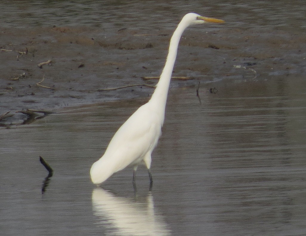 Great Egret - "Chia" Cory Chiappone ⚡️