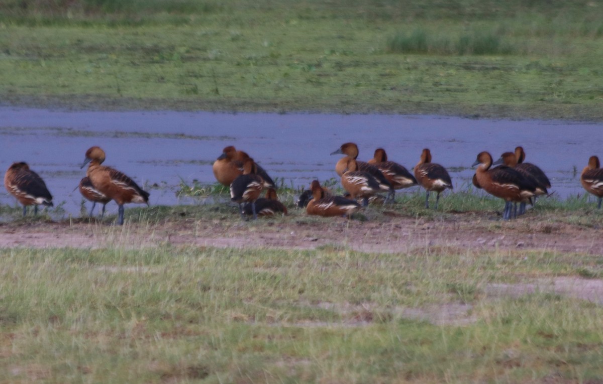 Fulvous Whistling-Duck - David Guarnieri