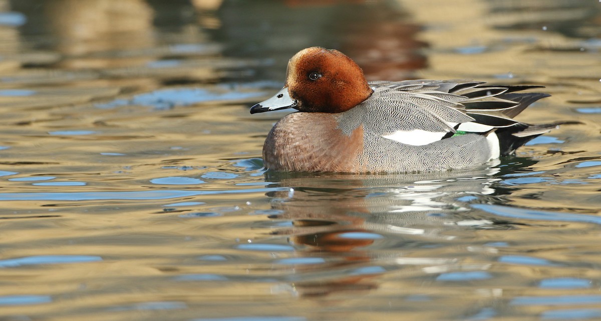 Eurasian Wigeon - ML80371851