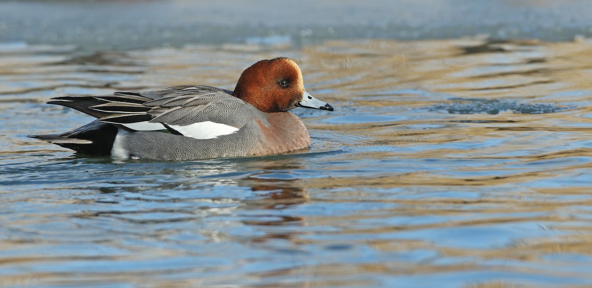 Eurasian Wigeon - ML80371881