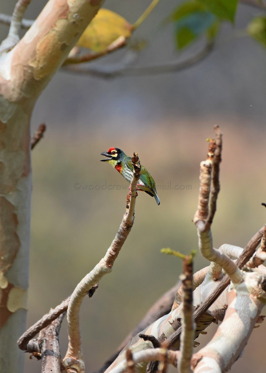 Coppersmith Barbet - Rajesh Radhakrishnan