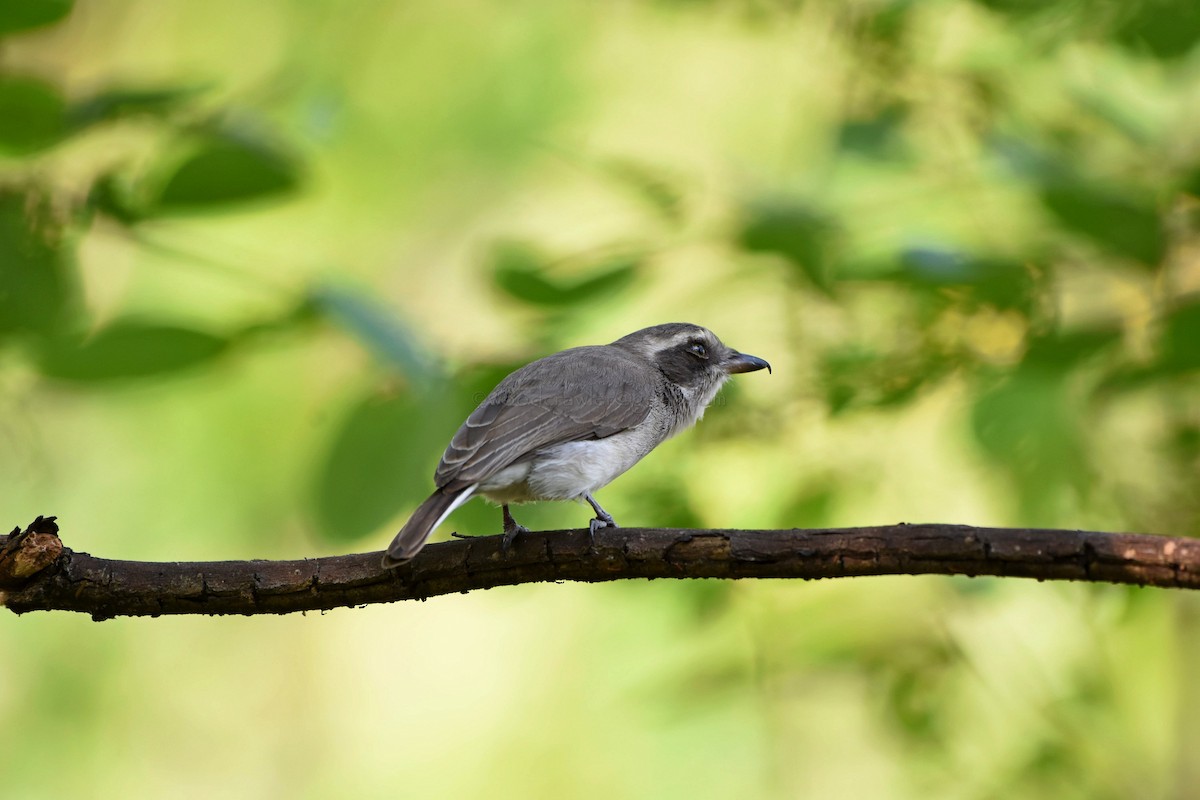 Common Woodshrike - ML80372301