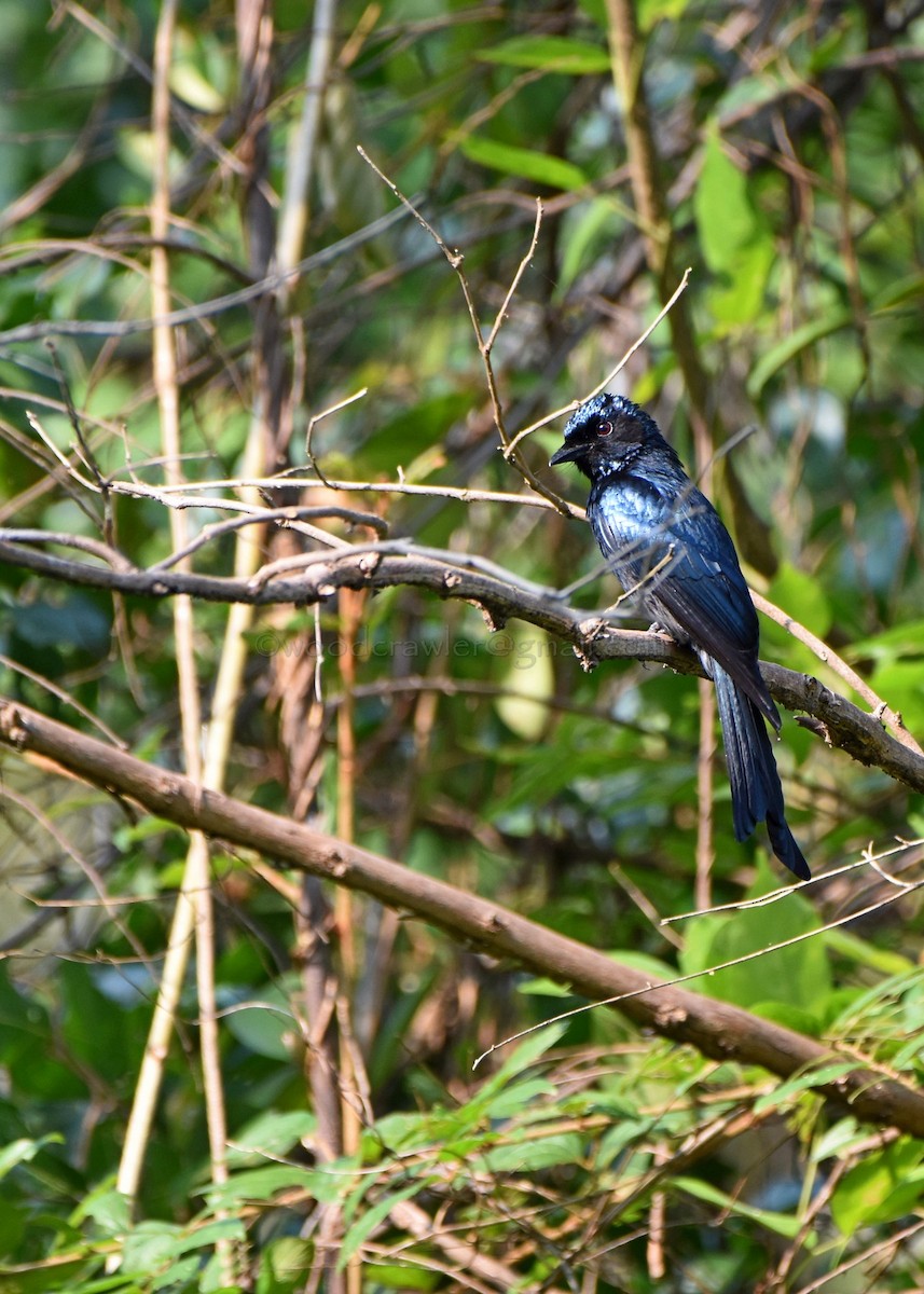 Bronzed Drongo - ML80372381