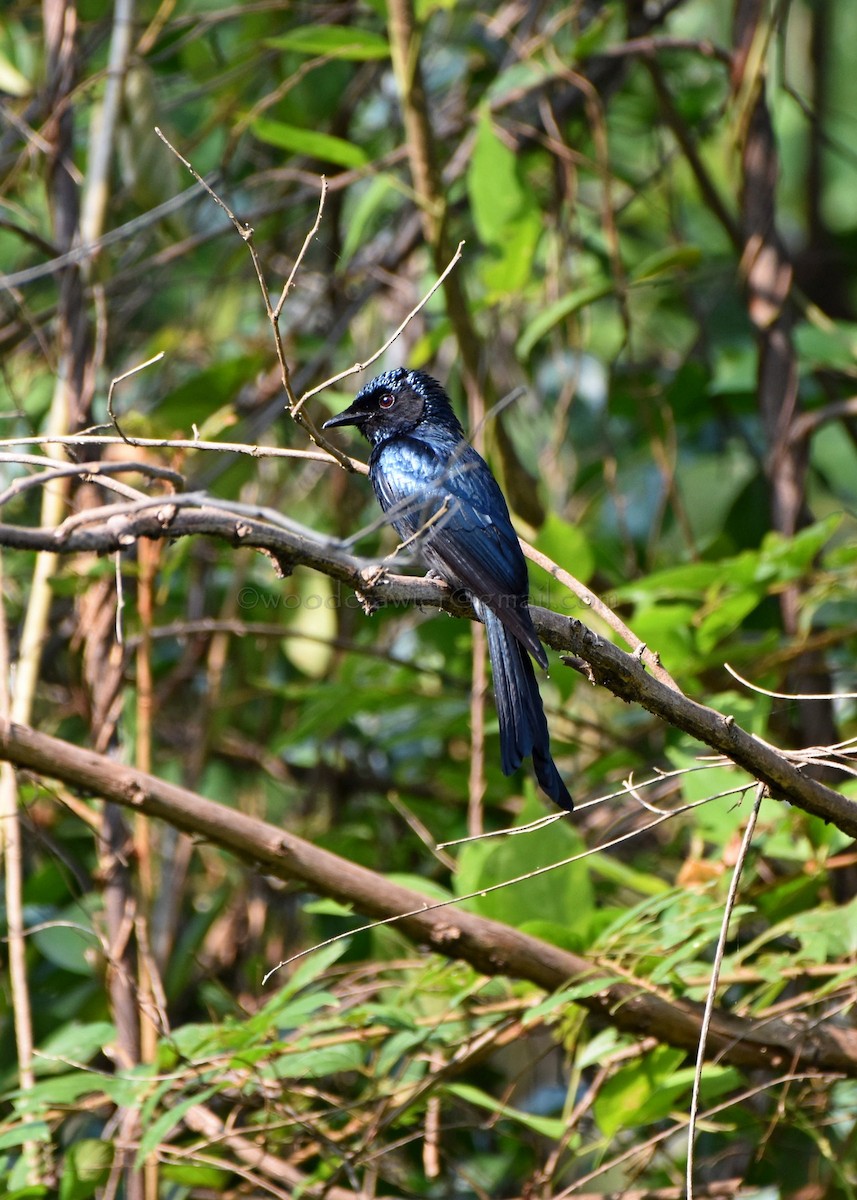 Bronzed Drongo - ML80372391