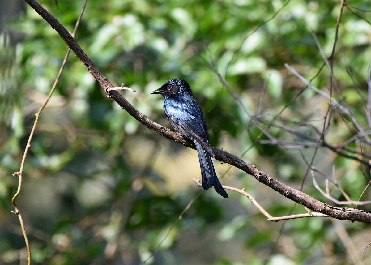 Drongo bronzé - ML80372421