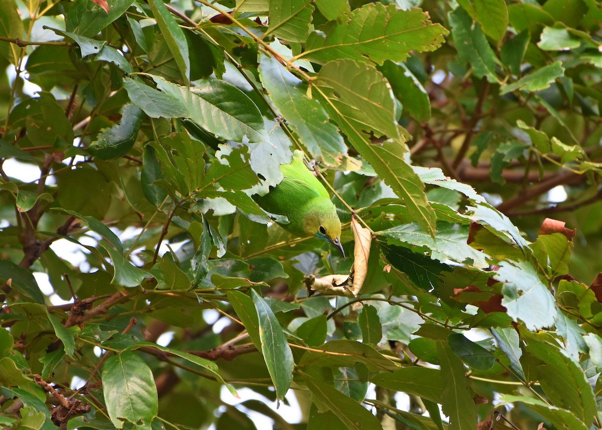 Jerdon's Leafbird - ML80372511