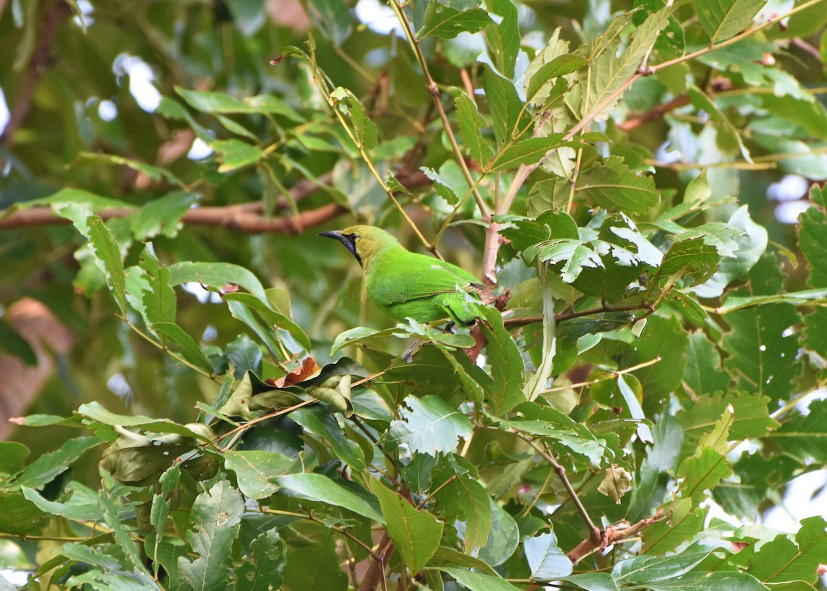 Jerdon's Leafbird - ML80372521