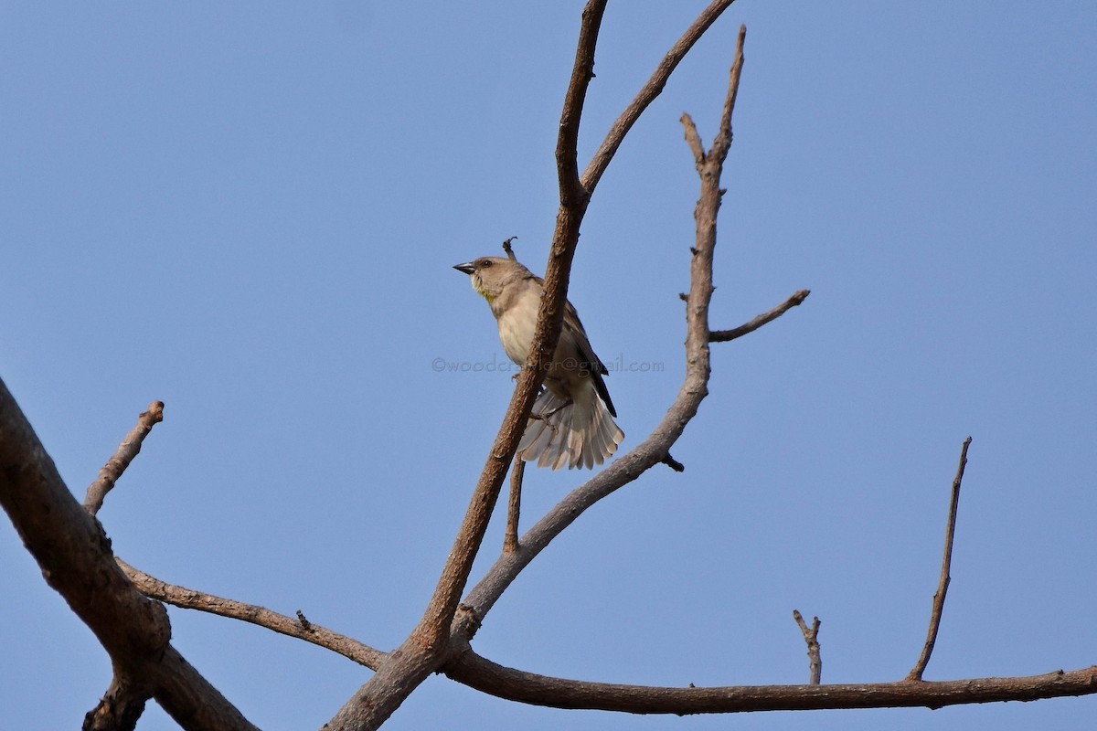 Yellow-throated Sparrow - ML80372541