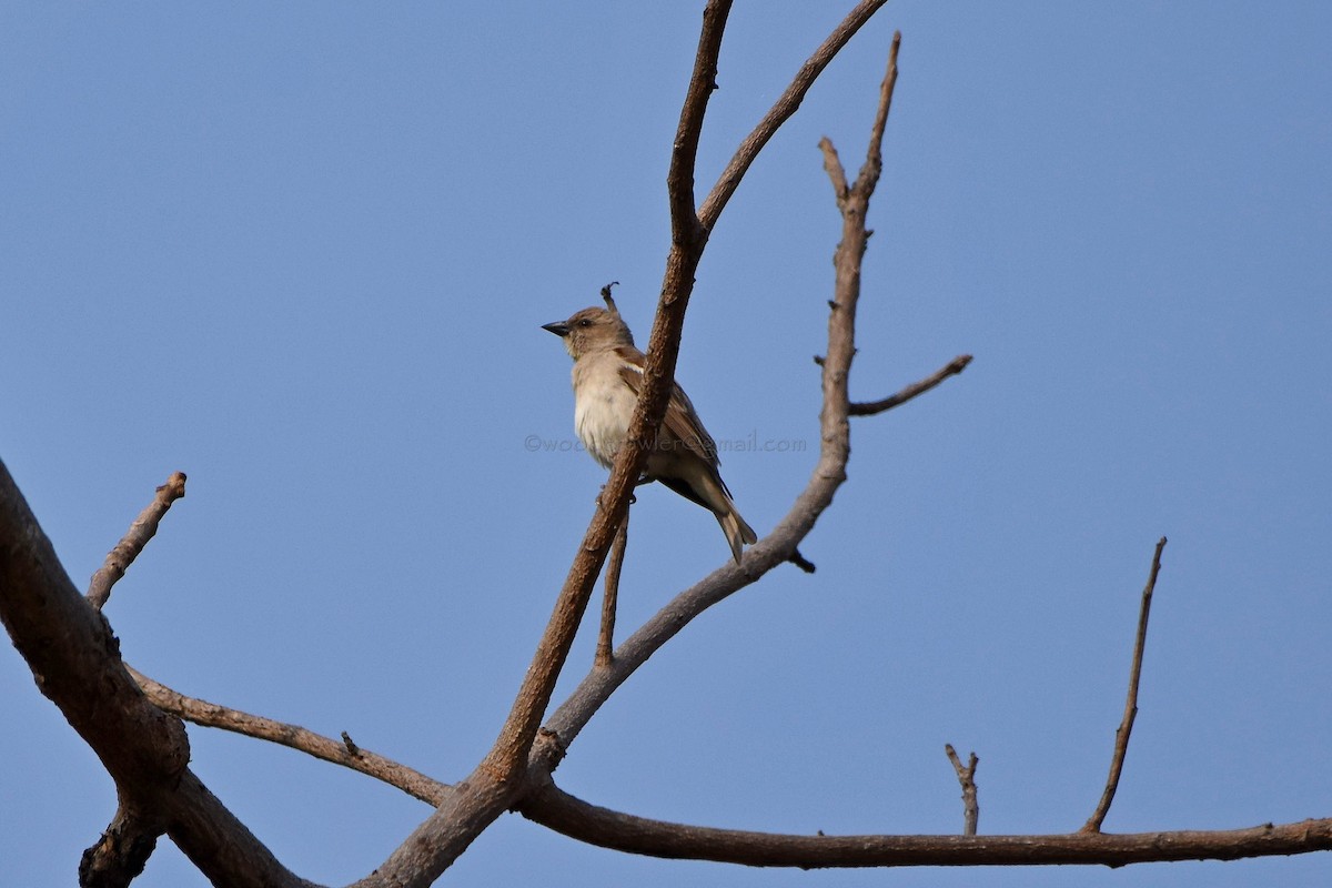 Yellow-throated Sparrow - ML80372561