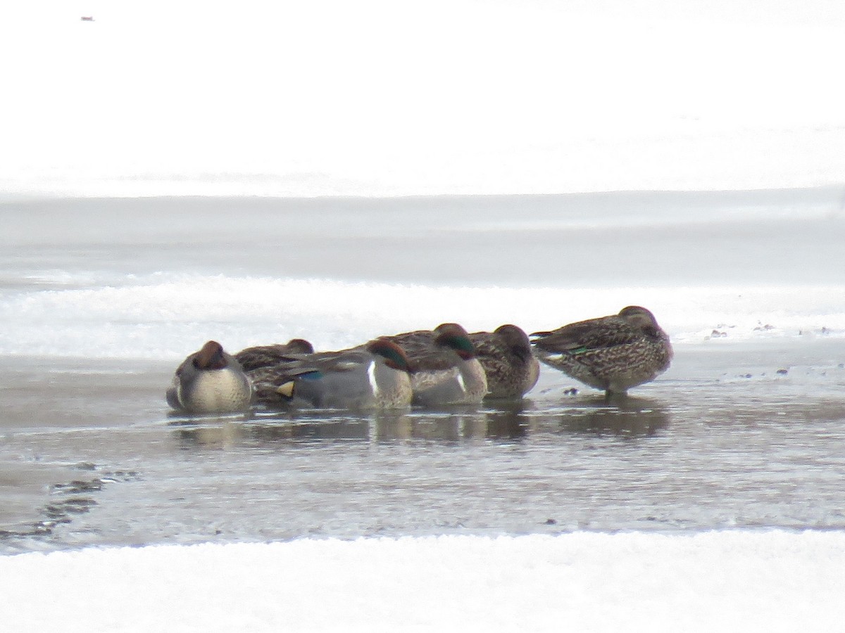 Green-winged Teal - Robert Sams