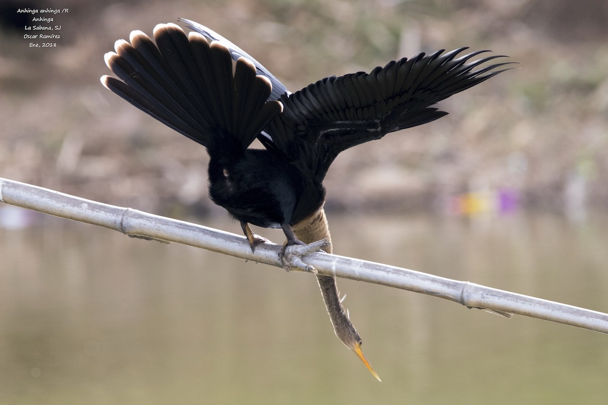 anhinga americká - ML80373611