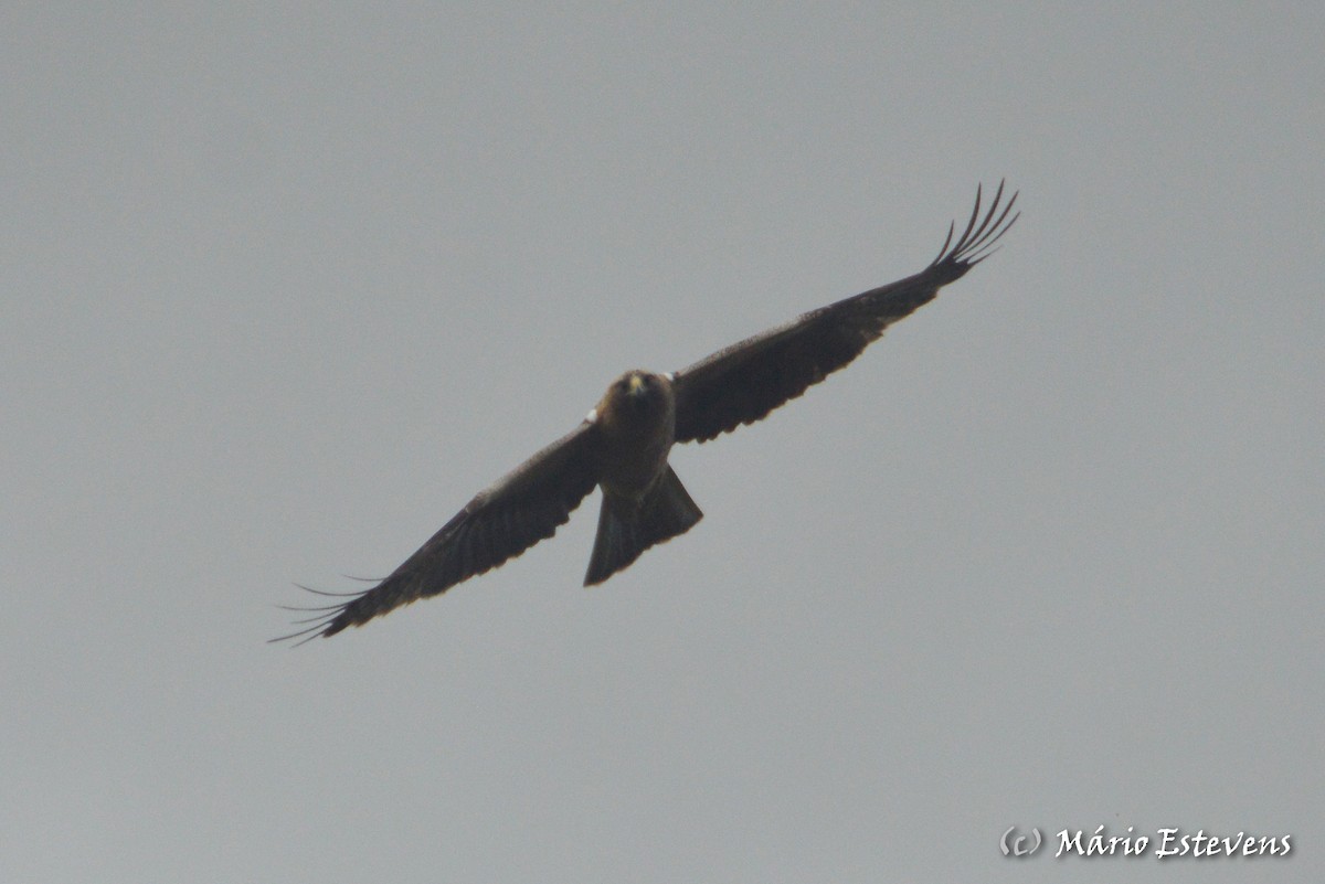 Booted Eagle - ML80373831