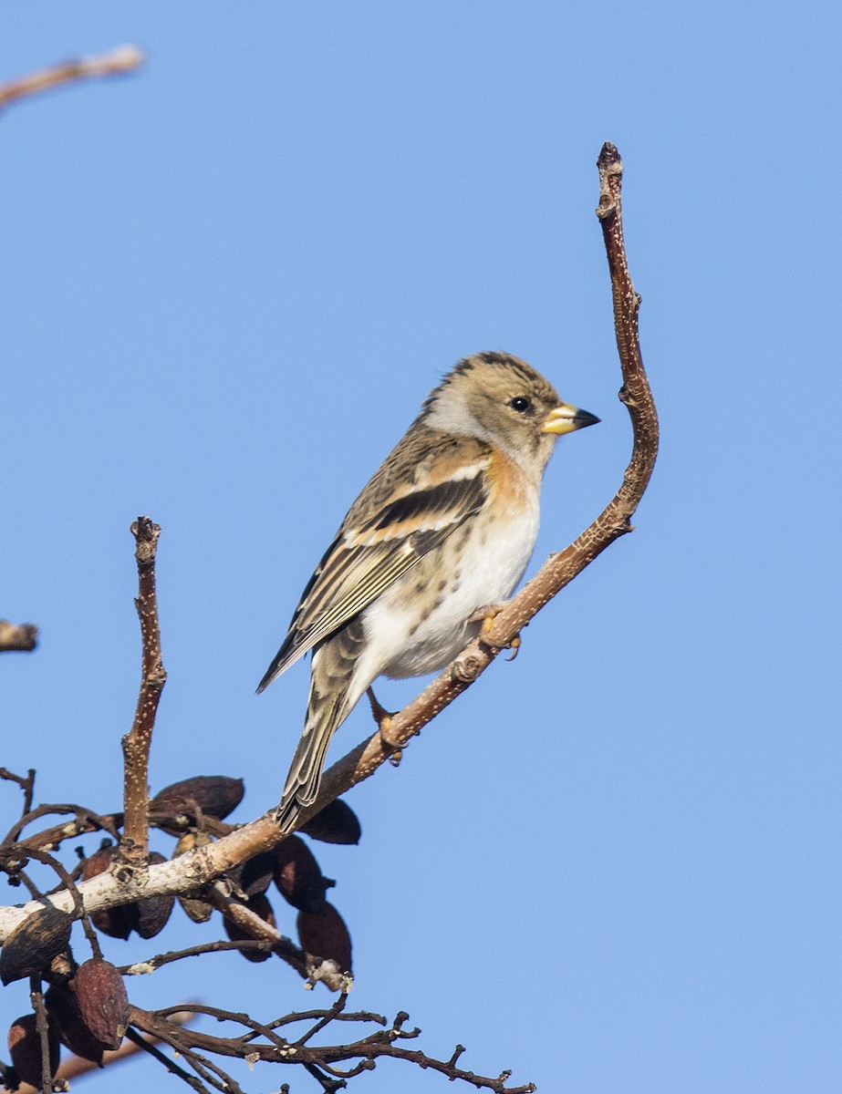 Brambling - ML80374331